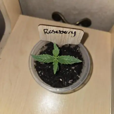 Rushing Raseberry Roulette