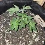 Aliens have arrived Alien OG