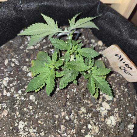 Aliens have arrived Alien OG