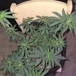 Granddaddy Purple