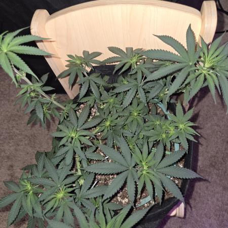 Granddaddy Purple