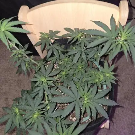 Granddaddy Purple