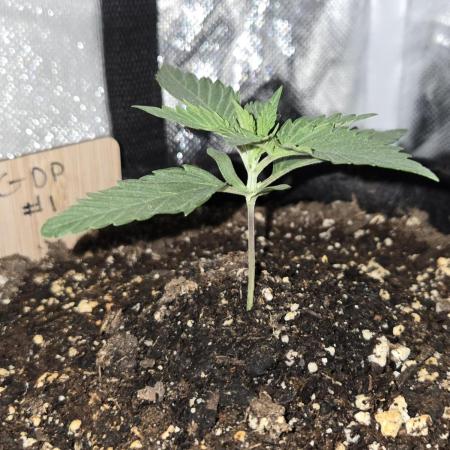 Granddaddy Purple