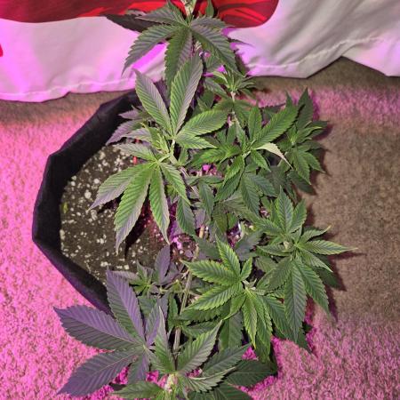 Aliens have arrived Alien OG