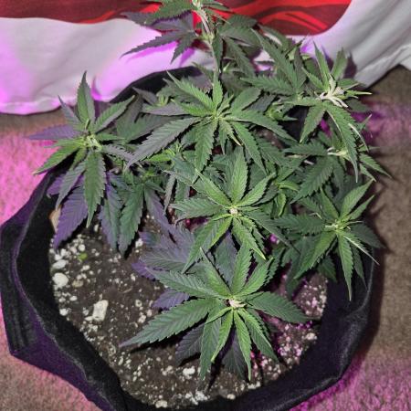 Rushing Raseberry Roulette