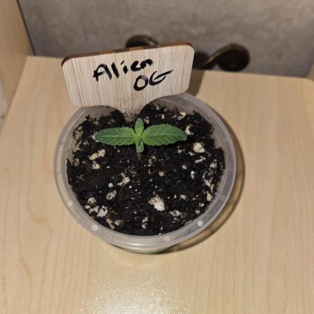 Aliens have arrived Alien OG