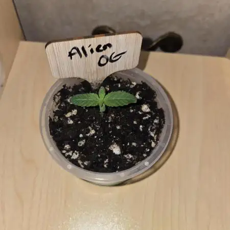 Aliens have arrived Alien OG