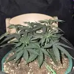 Granddaddy Purple