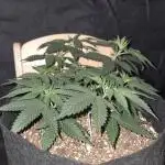 White Widow