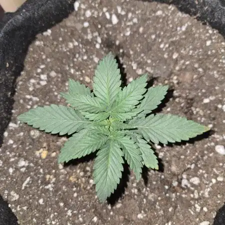White Widow