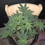 White Widow