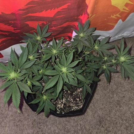 Aliens have arrived Alien OG