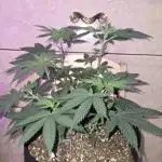 White Widow