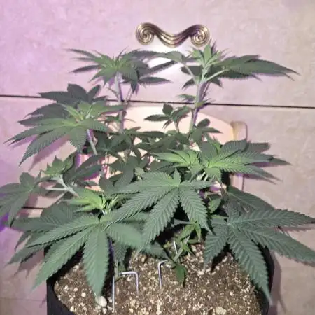 White Widow