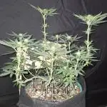 Granddaddy Purple