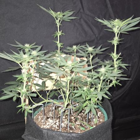 Granddaddy Purple