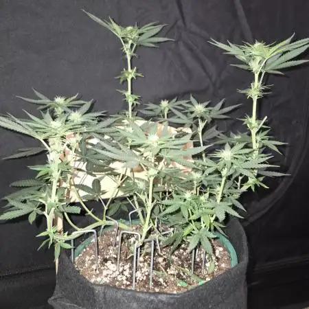 Granddaddy Purple