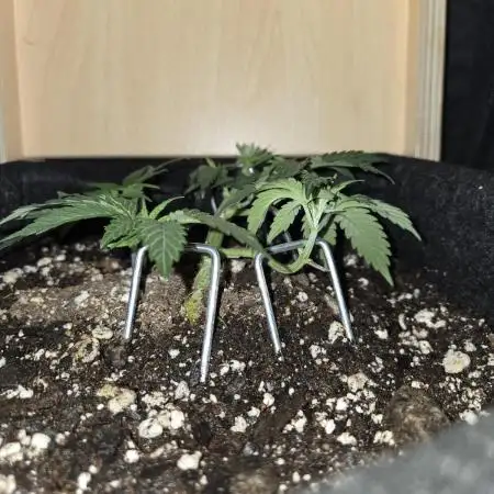 White Widow