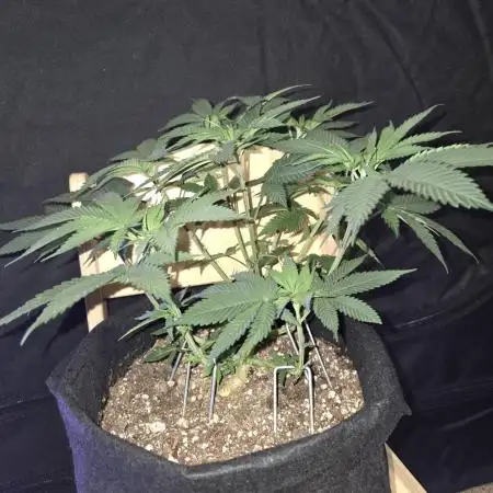 White Widow