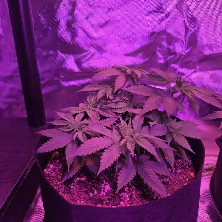 White Widow