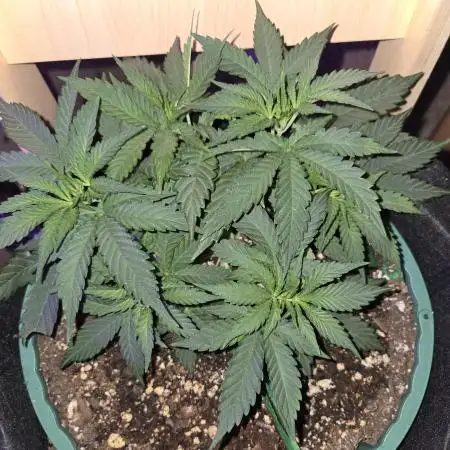 Granddaddy Purple