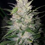 Fast Buds BLUE DREAM 