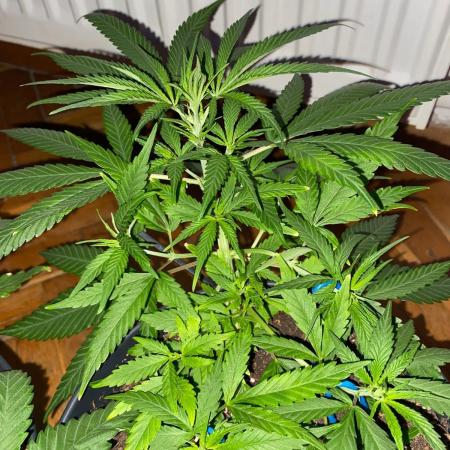 Wild Seed Pheno Hunt in Hidden Cabin