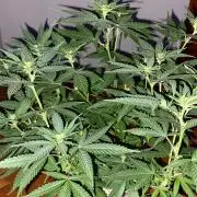WILD SEED BREED by zedon-DIY and Organic