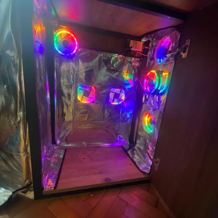 Wild Seed Pheno Hunt in Hidden Cabin
