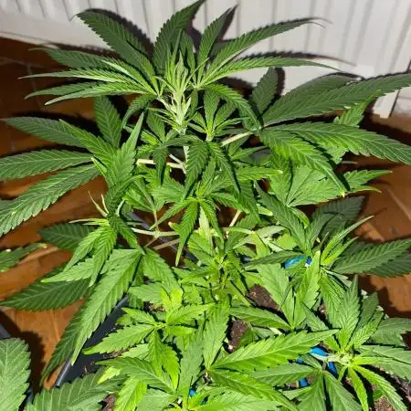 Wild Seed Pheno Hunt in Hidden Cabin