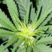 WILD SEED BREED by zedon-DIY and Organic