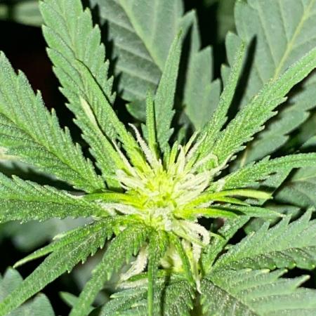 WILD SEED BREED by zedon-DIY and Organic