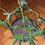 Wild Seed Pheno Hunt in Hidden Cabin