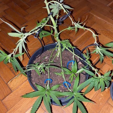 Create Genetic with WILD SEEDS HiddenDIY