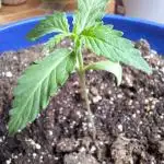 Critical Auto XXL / Outdoor