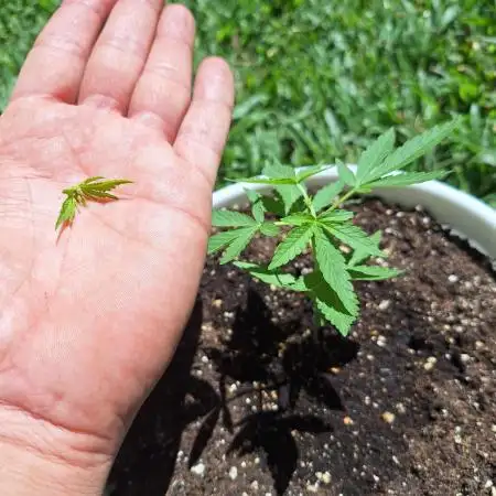 Auto Critial Bulk Seed Bank (for free)
