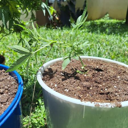 Auto Critial Bulk Seed Bank (for free)