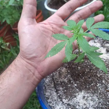 Critical Auto XXL / Outdoor