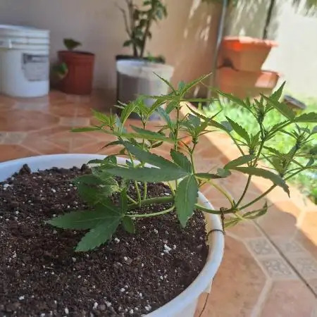 Auto Critial Bulk Seed Bank (for free)