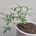 Auto Critial Bulk Seed Bank (for free)