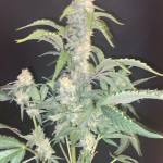 Fast Buds mix (2nd grow)