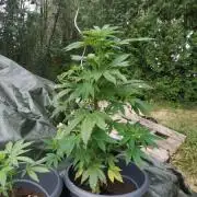 RQS Northern Light Auto 