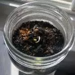 Bagseed Grow (First grow ever!)