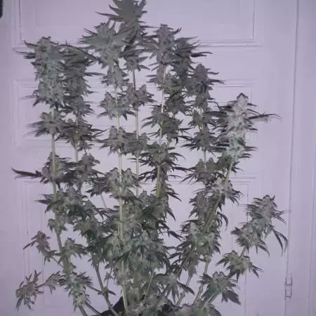 2nd run of Critical Jack