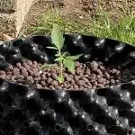 kush auto