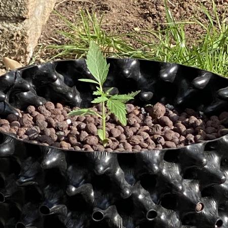 kush auto
