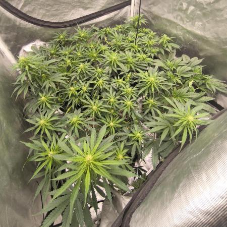 Gorilla Z, Frostbanger Fastbuds