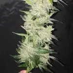 Frostbanger, Gorilla Z. Fastbuds