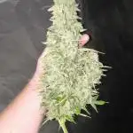 Frostbanger, Gorilla Z. Fastbuds