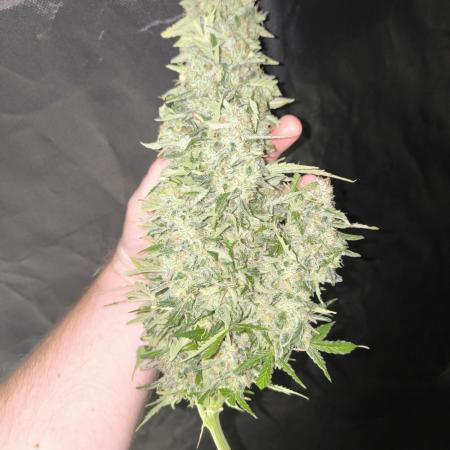 Frostbanger, Gorilla Z. Fastbuds